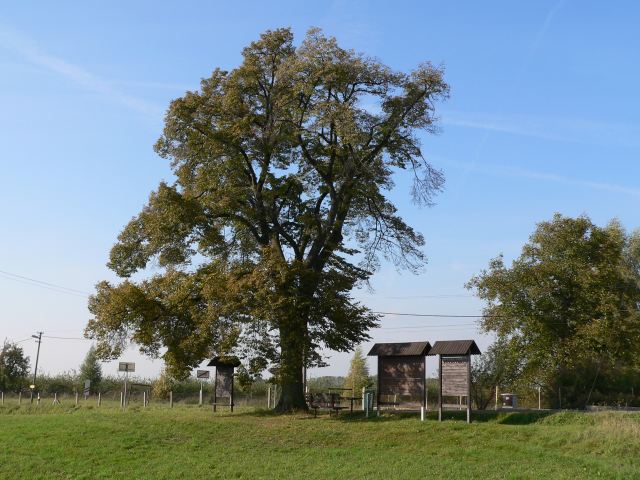 obec